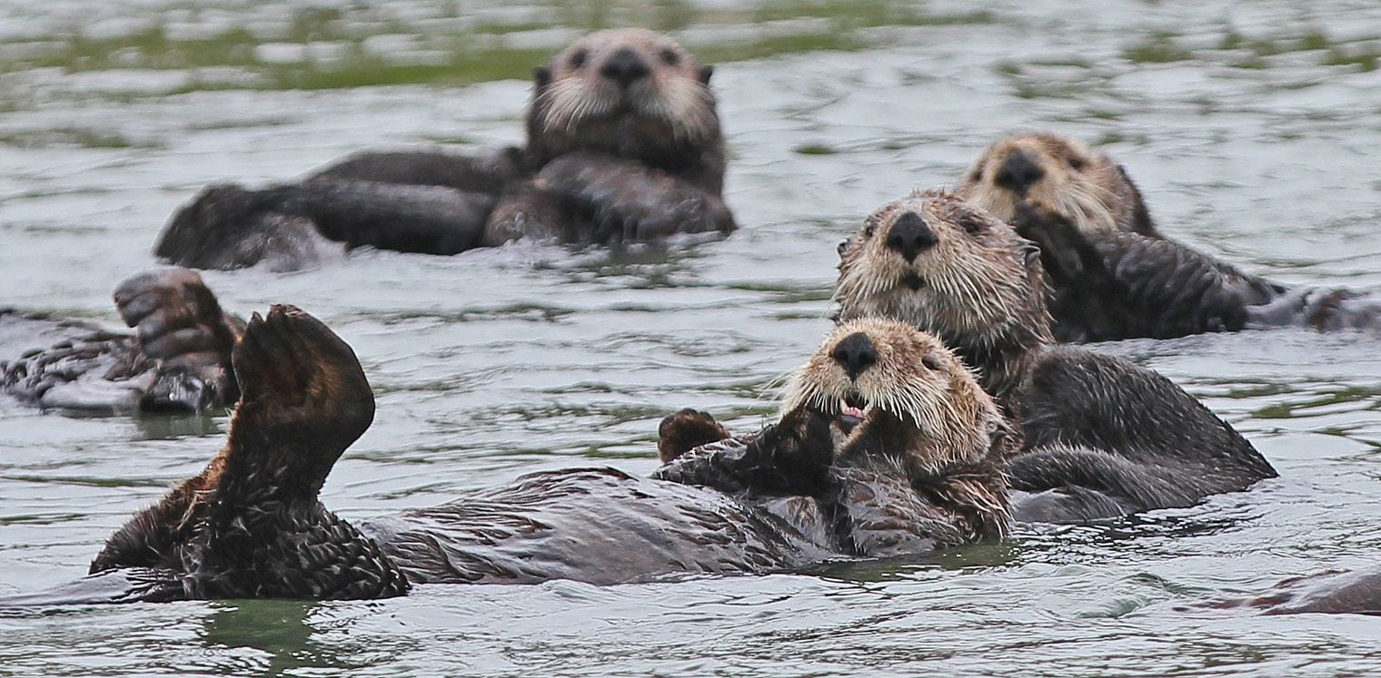 Elkhorn Slough, California