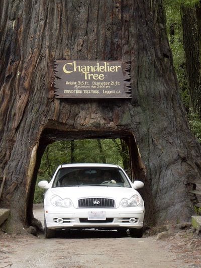 Chandelier Drive-Thru Tree