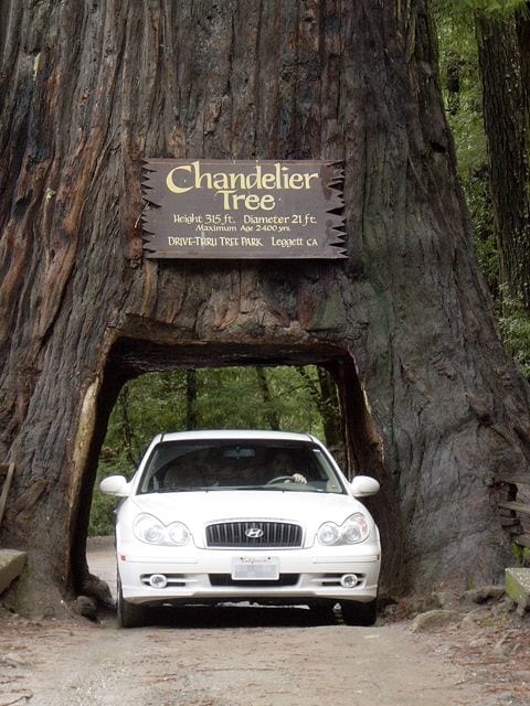 Chandelier Drive-Thru Tree, California