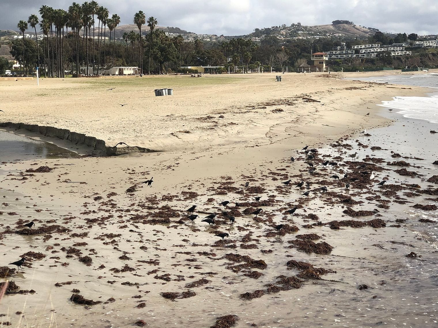 Doheny State Beach, California