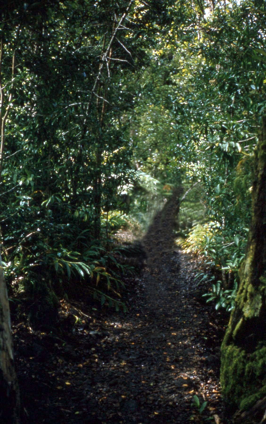 Akaka Falls State Park, Hilo, Hawaii
