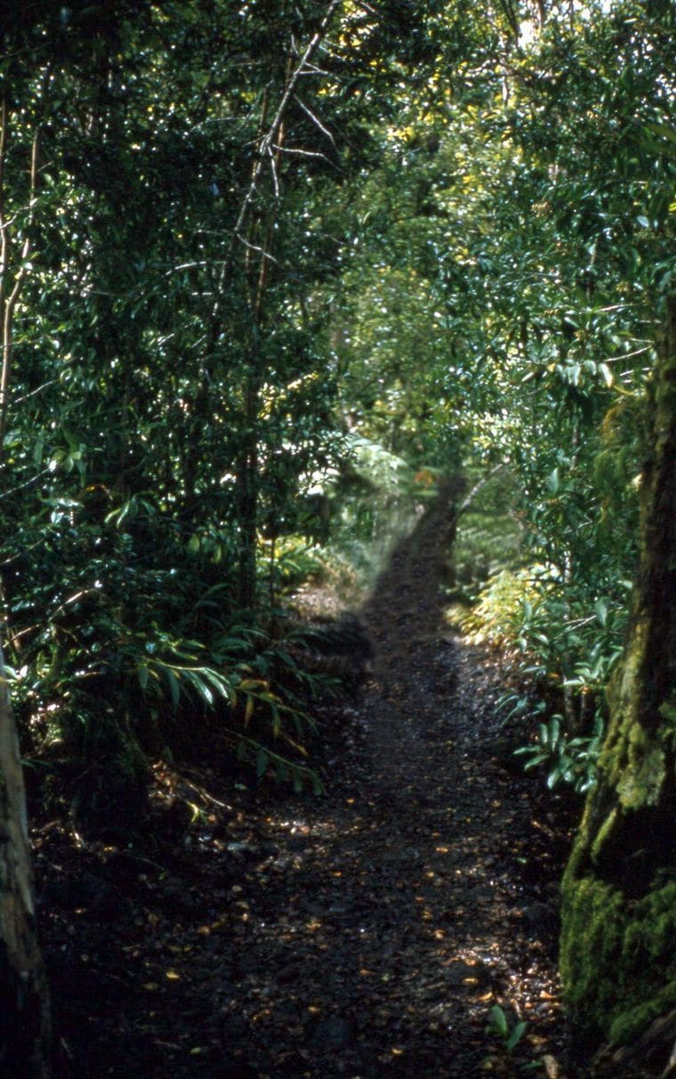 Akaka Falls State Park