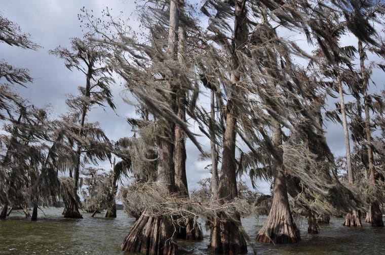 Champagne’s Cajun Swamp Tours