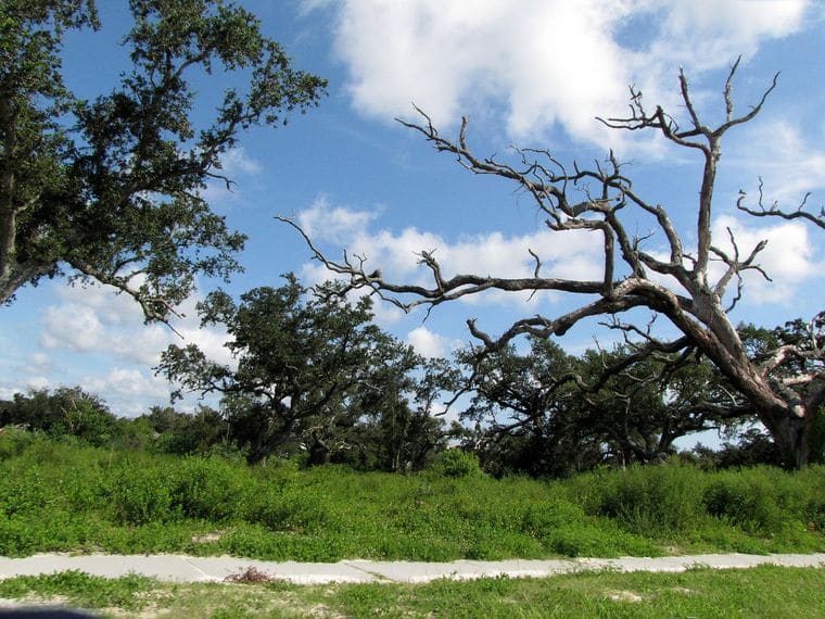 Friendship Oak at USM Gulf Park