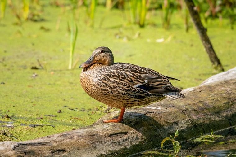 Howell Wetlands