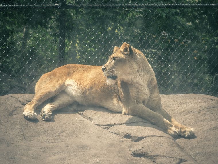 Lake Superior Zoo
