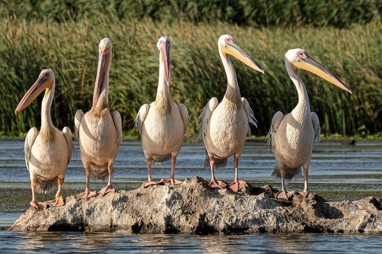 Lake Waco Wetlands