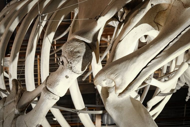 Mississippi Museum of Natural Science