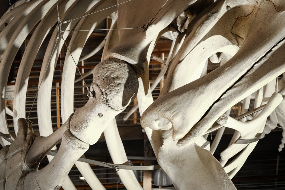 Mississippi Museum of Natural Science