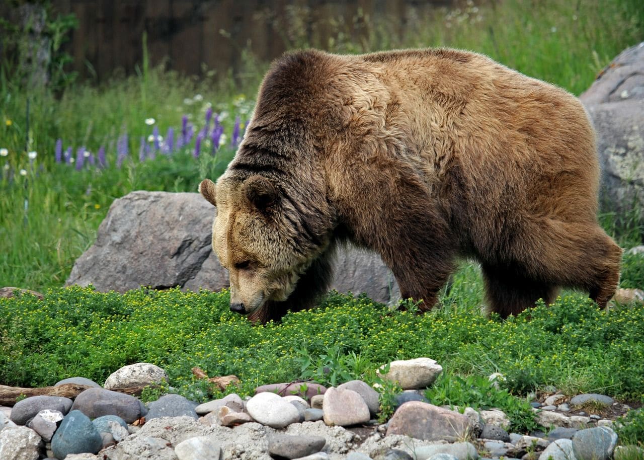 Montana Grizzly Encounter