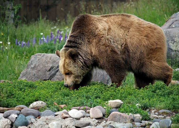 Montana Grizzly Encounter