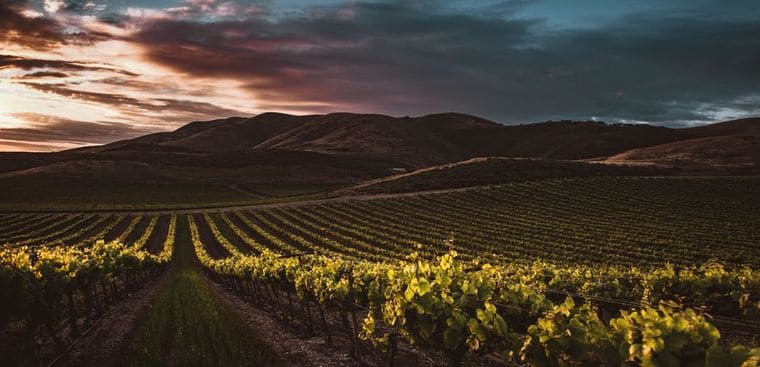 Rideau Vineyard