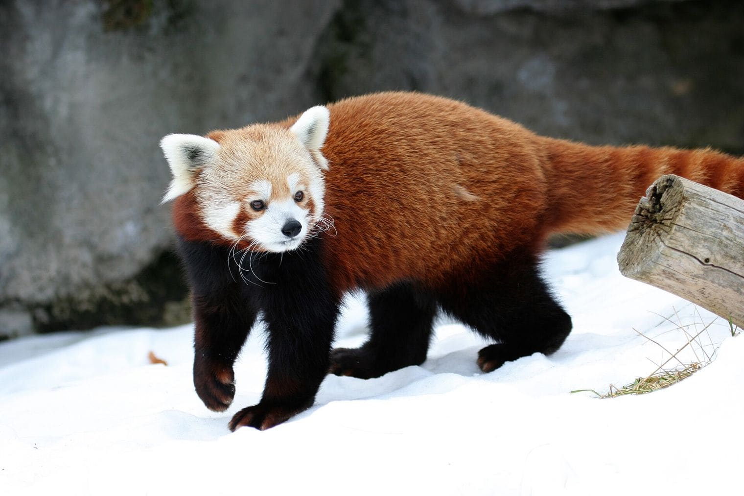 Rosamond Gifford Zoo, Syracuse, New York