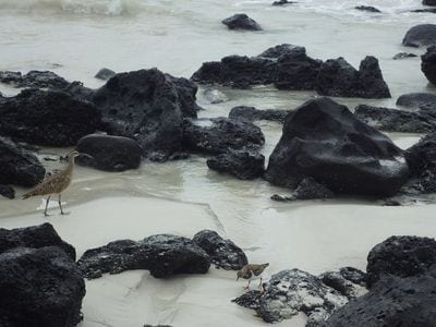Galápagos Islands