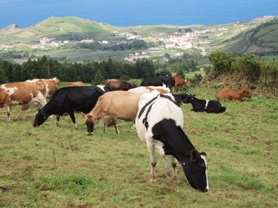 Azores
