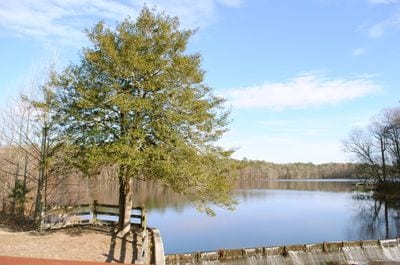 Laurel