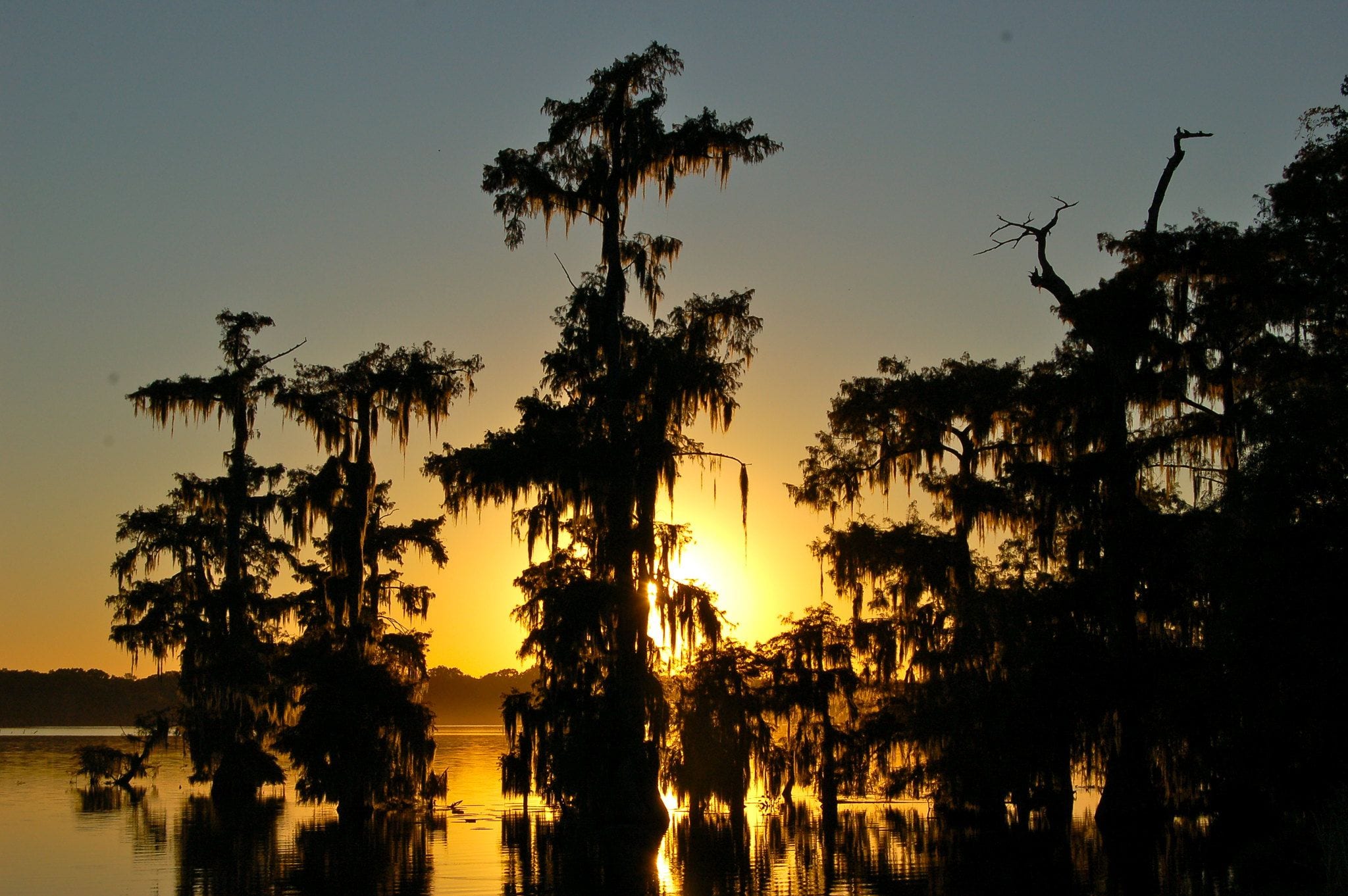 Bald cypress trees silhouetted against a sunset on Lake Martin near Breaux Bridge, Louisiana