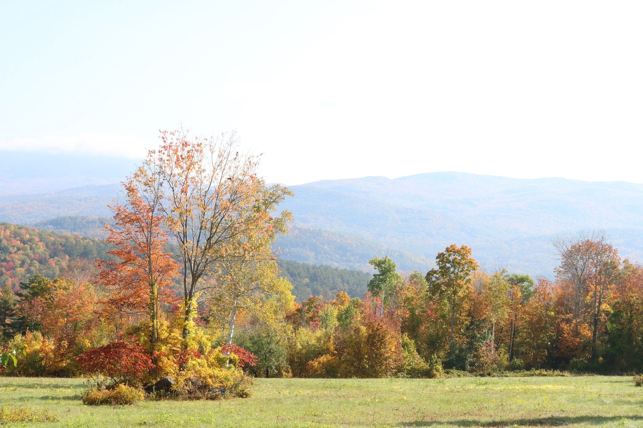 Hilltop meadow with an orange fall maple and the blue ridgelines of the White Mountains in New Hampshire