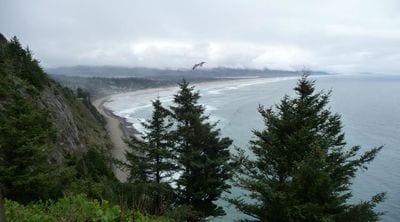 Manzanita