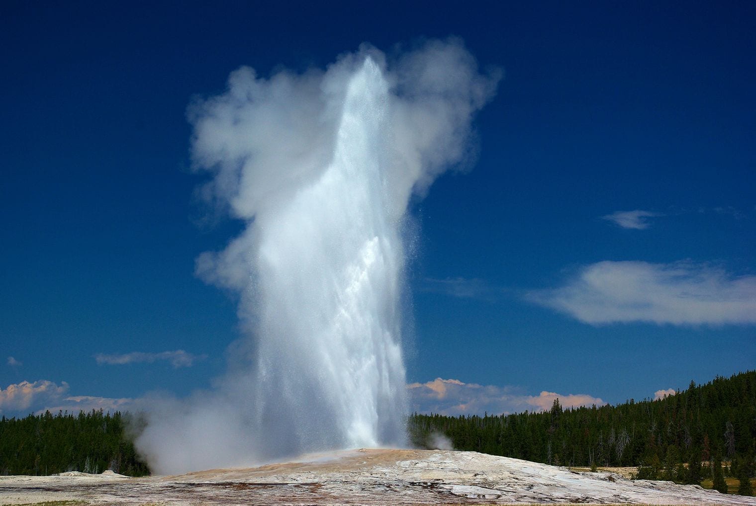 A tall white column of water and steam erupting from a pale sinter mound in Yellowstone, against a deep blue sky with pine forest along the horizon.