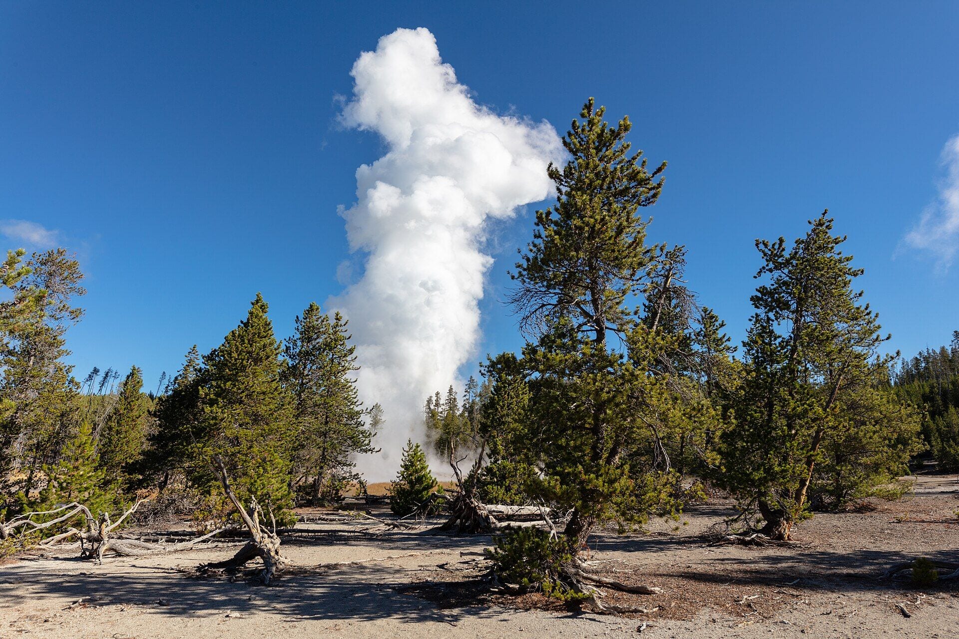 Steamboat Geyser erupting a towering white column above the pines of Norris Geyser Basin in Yellowstone National Park, Wyoming