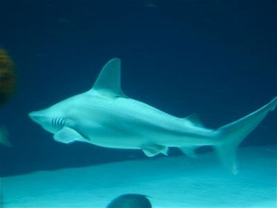 ABQ BioPark Aquarium