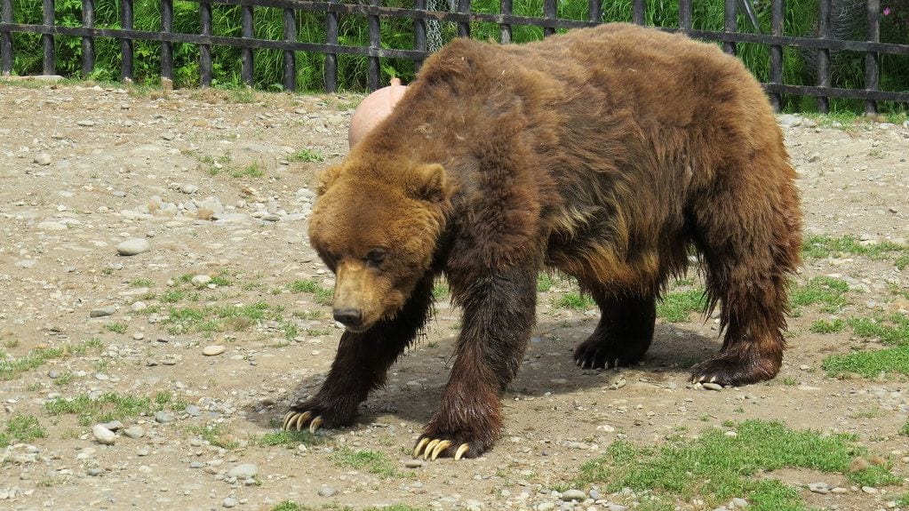 Alaska Zoo, Alaska