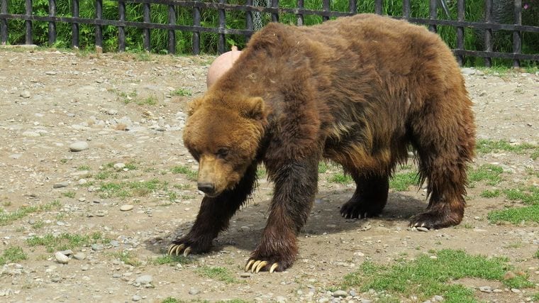 Alaska Zoo