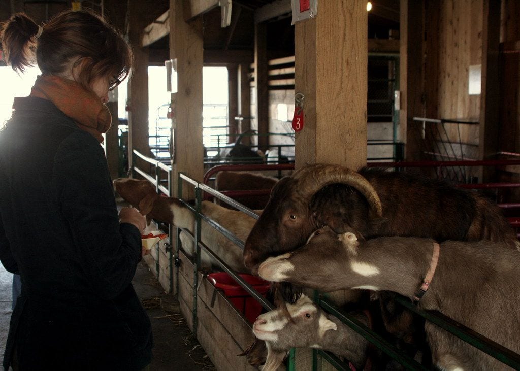 Domino’s Farms Petting Farm, Ann Arbor, Michigan