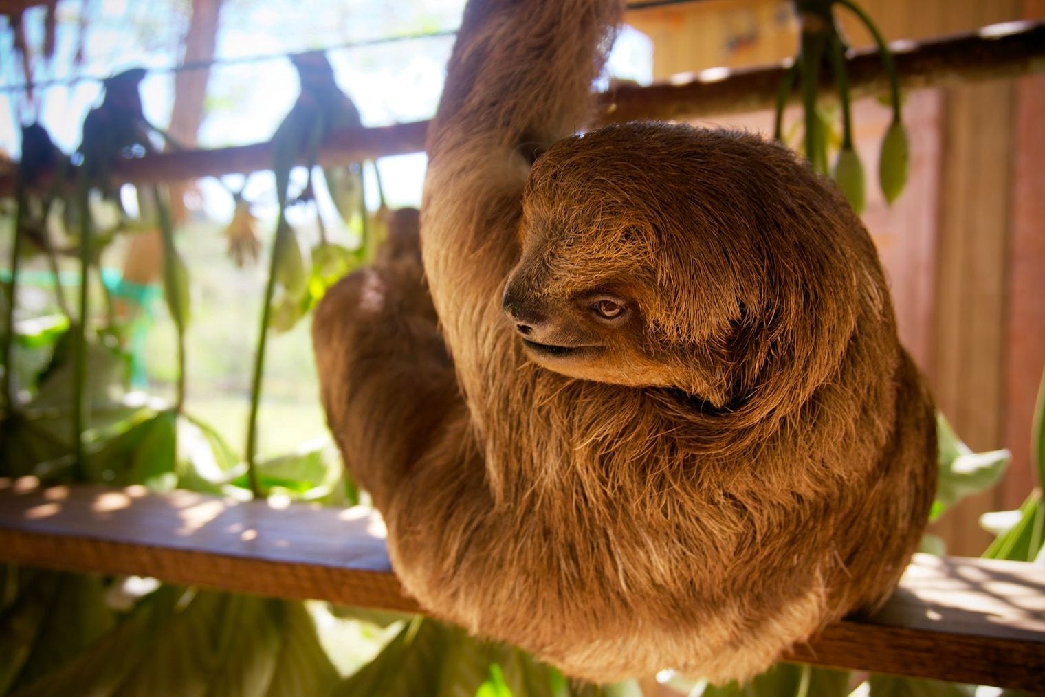 The Creature Conservancy, Ann Arbor, Michigan