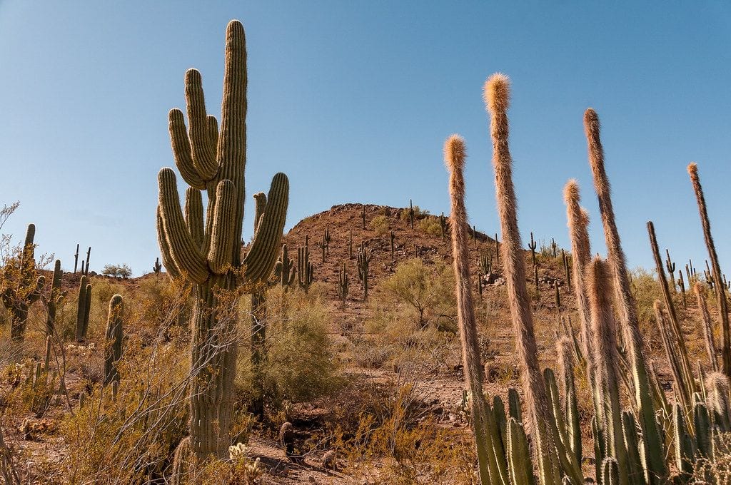 Desert Botanical Garden, Arizona