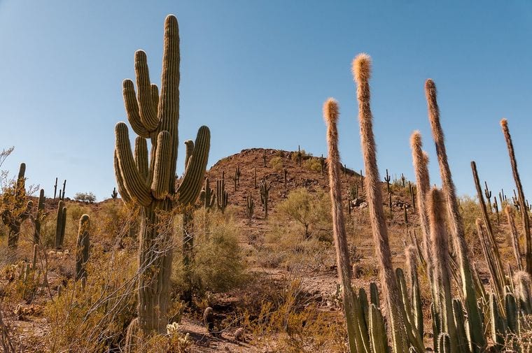 Desert Botanical Garden