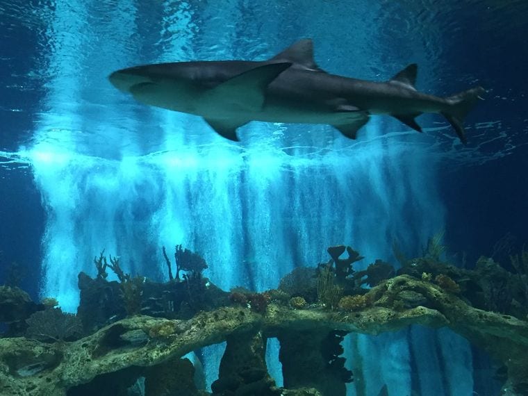 OdySea Aquarium