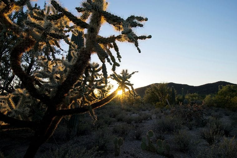 Saguaro National Park