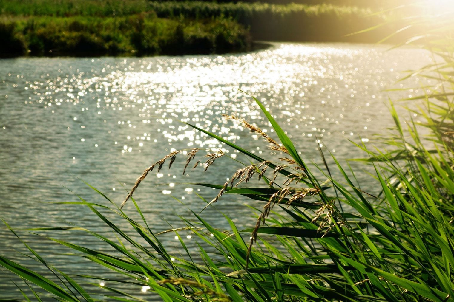 Southwest Nature Preserve, Arlington, Texas