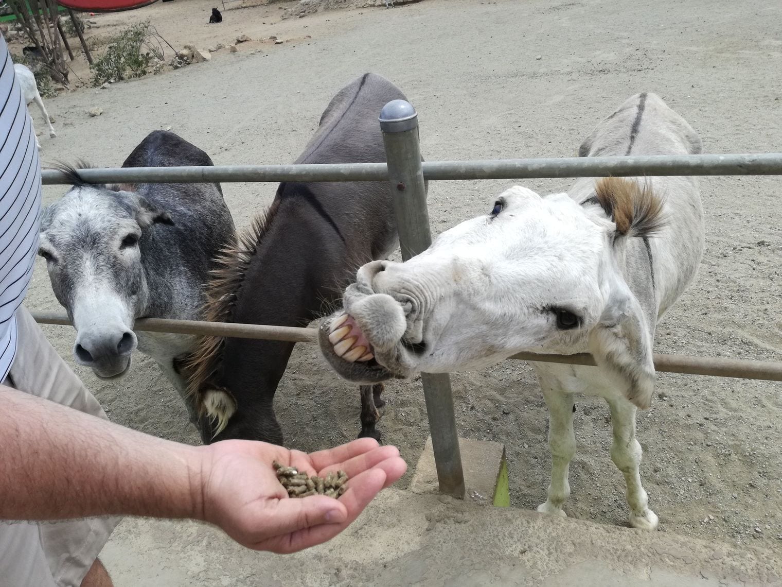 Donkey Sanctuary Aruba, Aruba