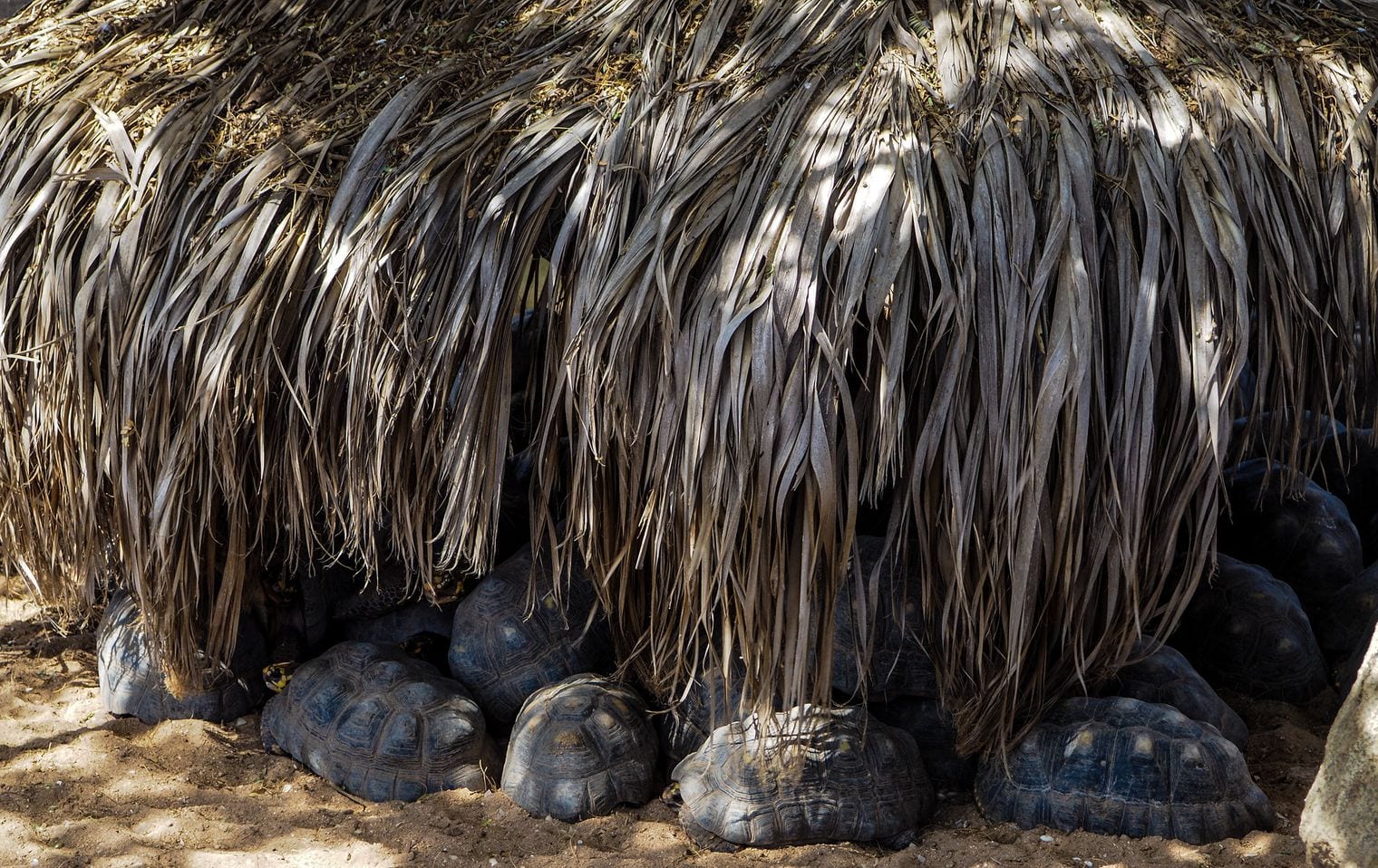 Philip's Animal Garden, Aruba