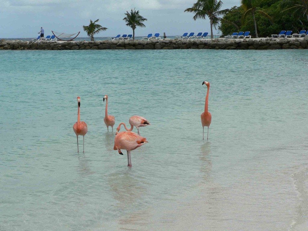 Renaissance Island & Flamingo Beach, Aruba