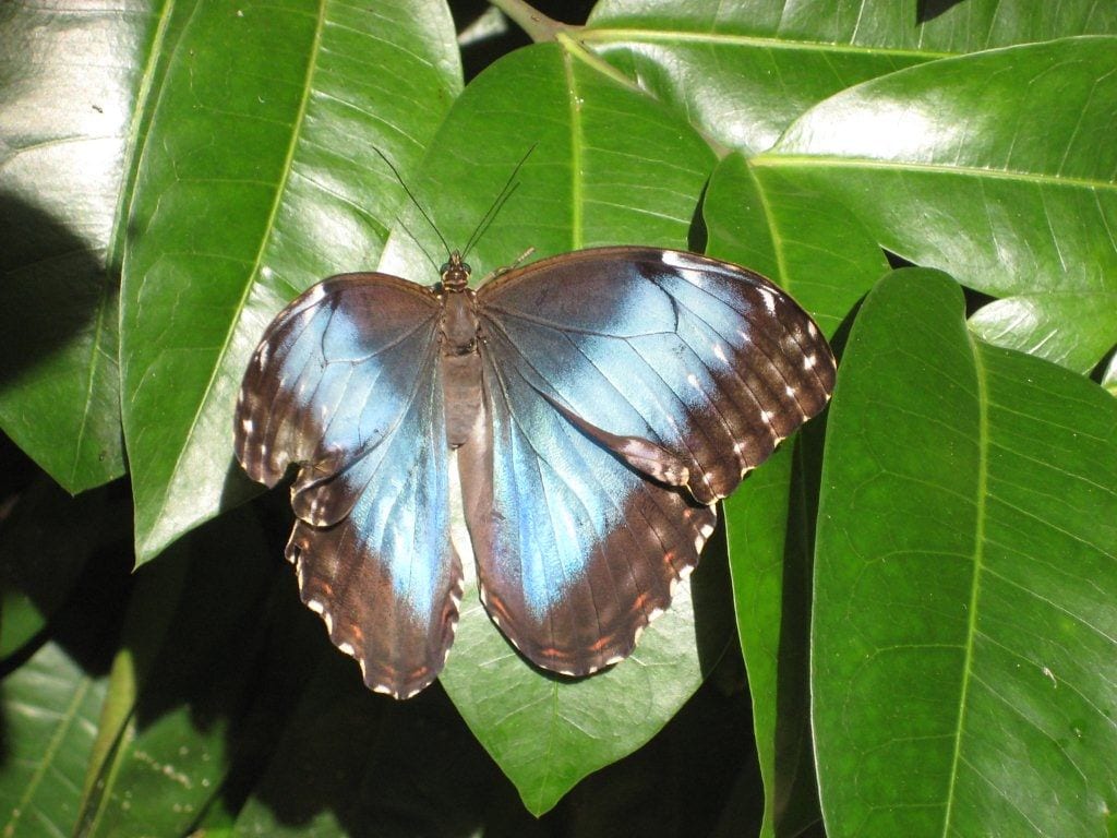 The Butterfly Farm, Aruba