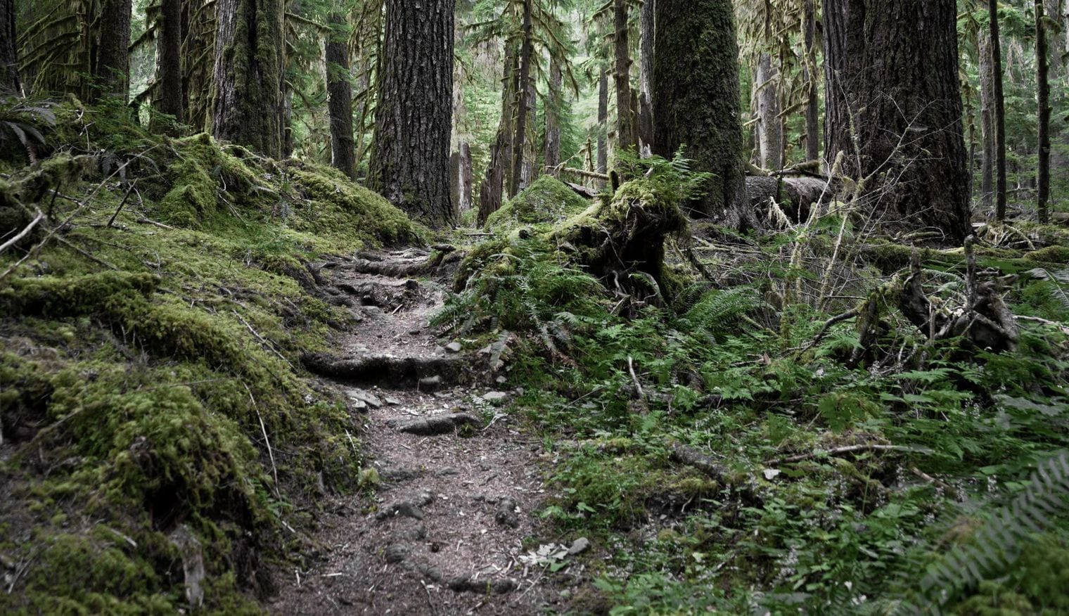 Cathedral Tree Trail, Astoria, Oregon