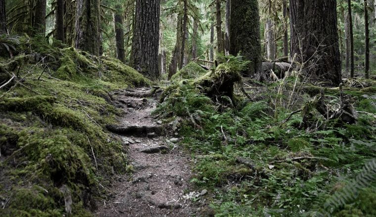 Cathedral Tree Trail