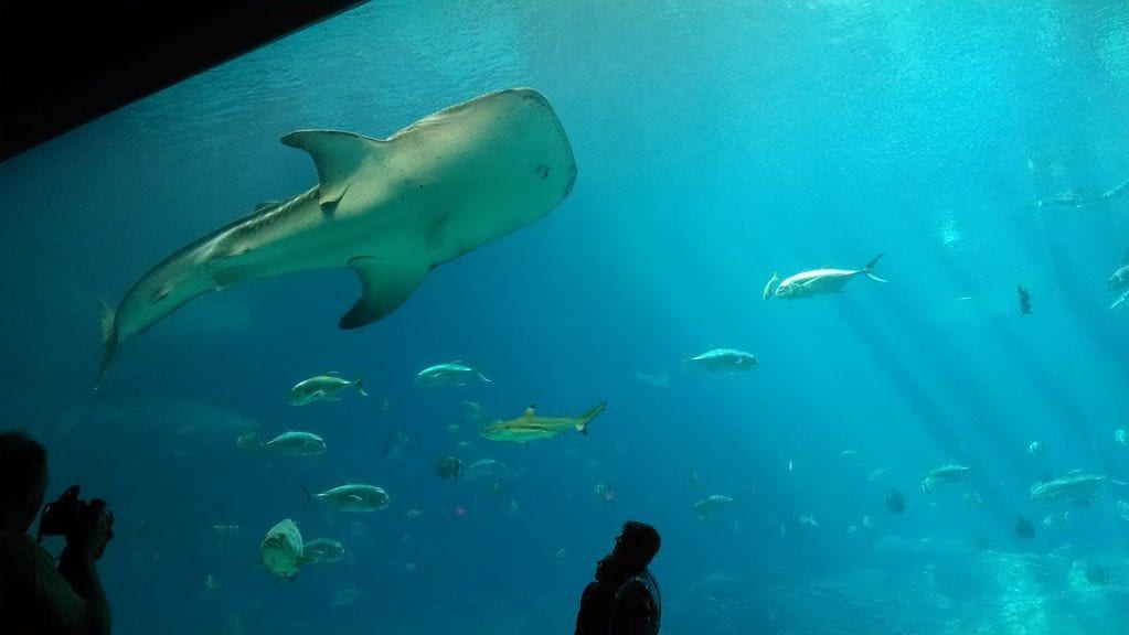 Georgia Aquarium, Georgia