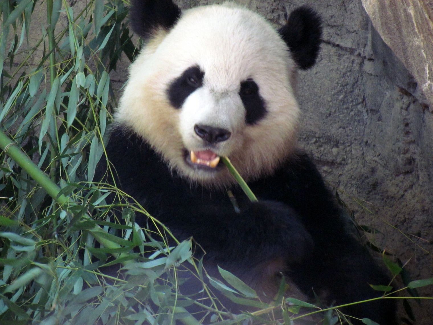 Zoo Atlanta, Georgia