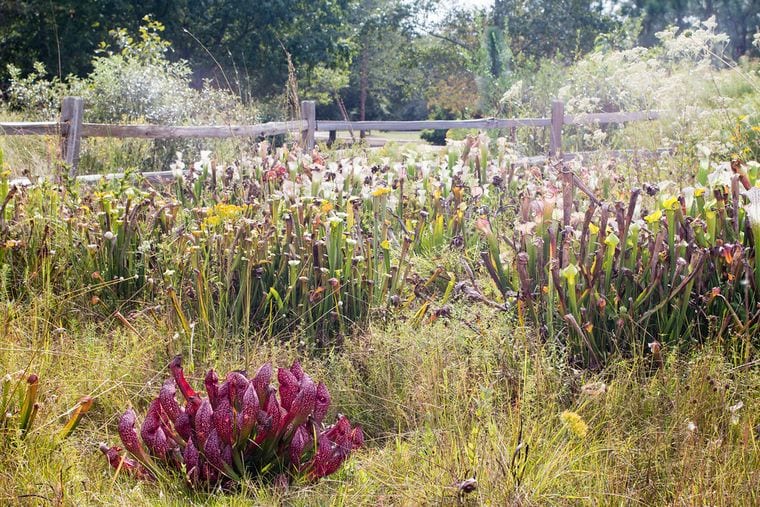 Donald E. Davis Arboretum