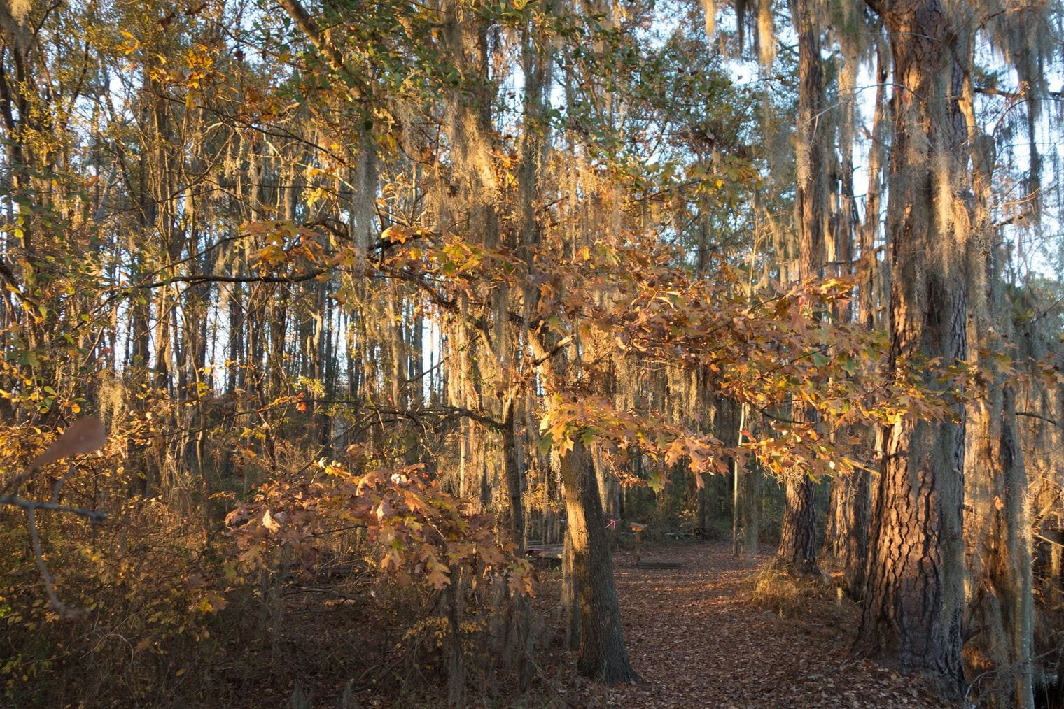 Phinizy Swamp Nature Park, Georgia