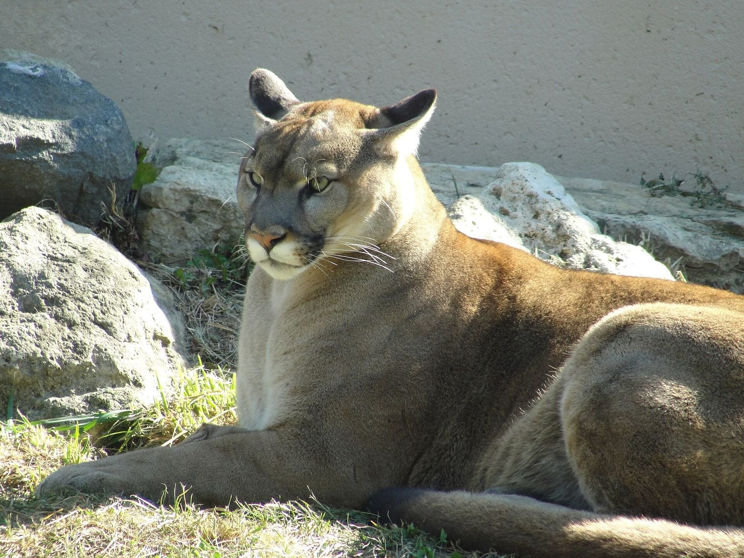 Phillips Park Zoo, Illinois
