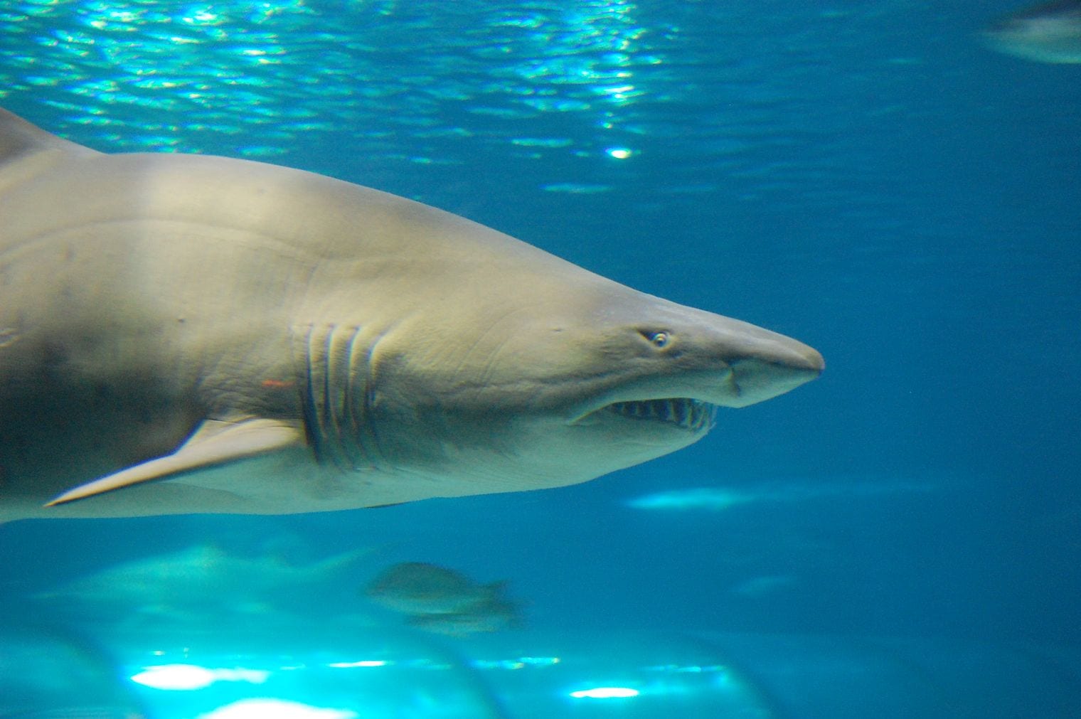 Barcelona Aquarium, Spain