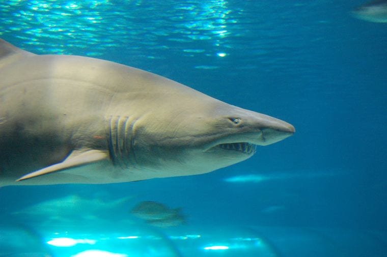 Barcelona Aquarium