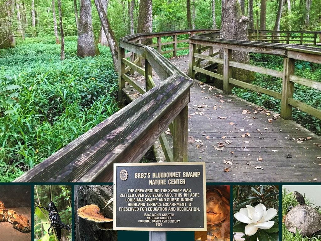 BREC's Bluebonnet Swamp Nature Center, Louisiana