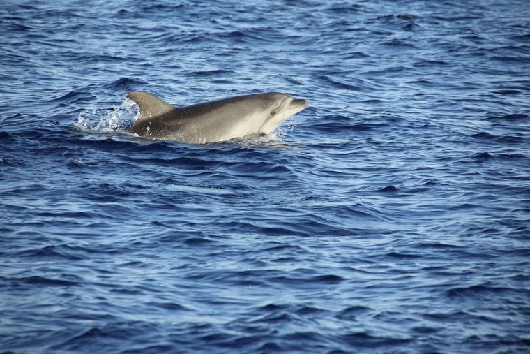 Beaufort Dolphin Adventures